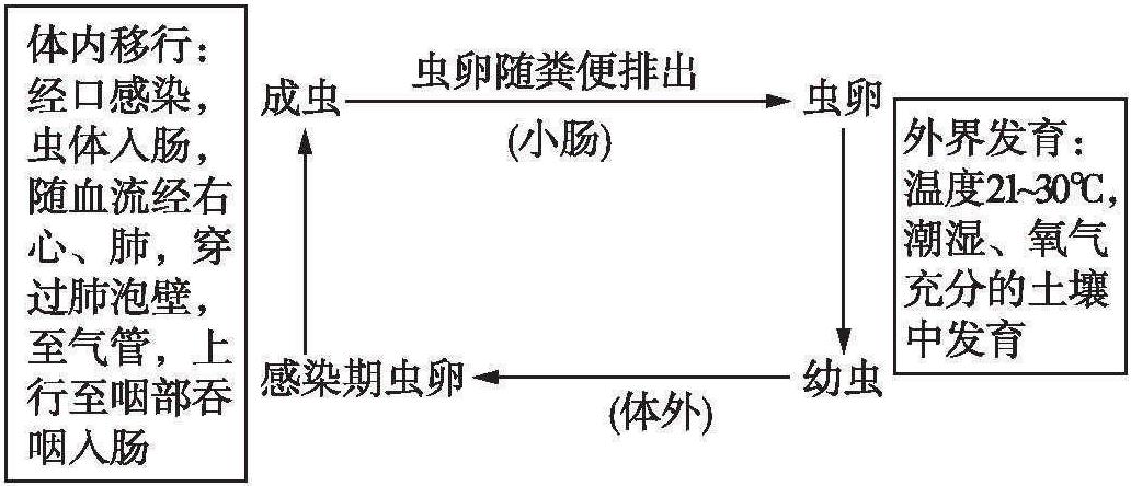 線蟲(chóng)